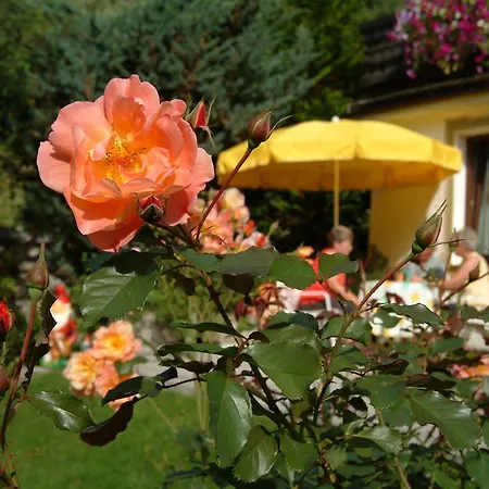 Πανσιόν Maria 3*